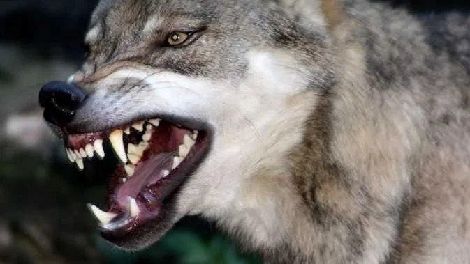 كلب ضال يهاجم 10 أشخاص في قنا