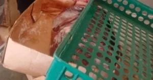 ضبط طن من لحوم منتهية الصلاحية بالإسكندرية
