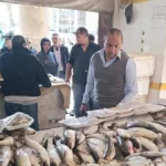 ضبط أسماك فاسدة في بورسعيد خلال حملات رقابية