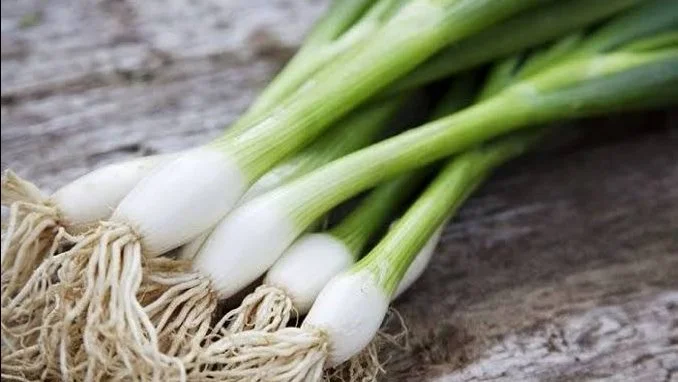 فوائد تناول البصل الأخضر للجسم