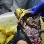 حملة تفتيشية في بورسعيد تحبط ترويج فسيخ وسردين غير موضح المصدر