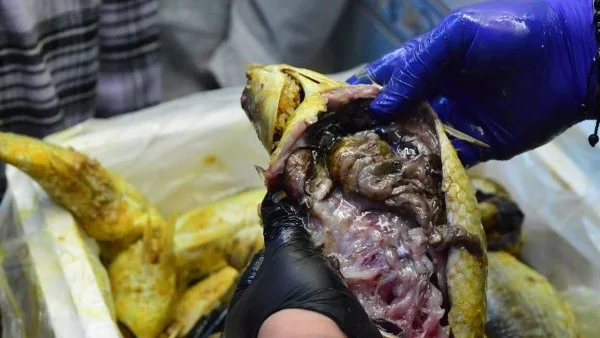 حملة تفتيشية في بورسعيد تحبط ترويج فسيخ وسردين غير موضح المصدر