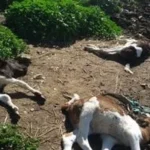 أزمة صحية تهدد صناعة الحلوم في قبرص