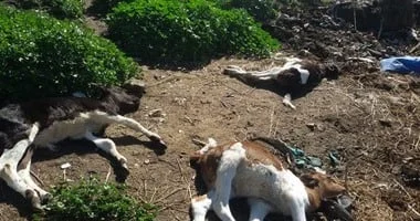 أزمة صحية تهدد صناعة الحلوم في قبرص