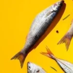 نصائح طبية لتقليل مخاطر الفسيخ والرنجة