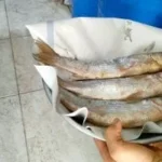 دليل شراء واستهلاك الفسيخ بأمان في شم النسيم