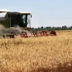 استعدادات أسوان لموسم حصاد القمح 2026