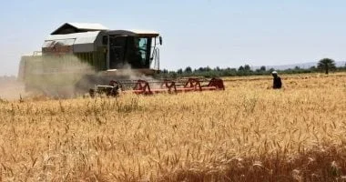 استعدادات أسوان لموسم حصاد القمح 2026