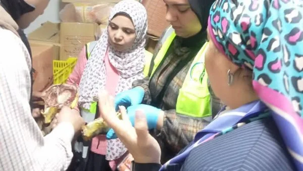 ضبط طن ونصف من الأسماك الفاسدة في بنها