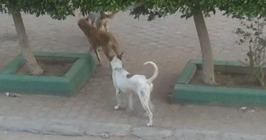 تخصيص خط ساخن لمكافحة الكلاب الضالة