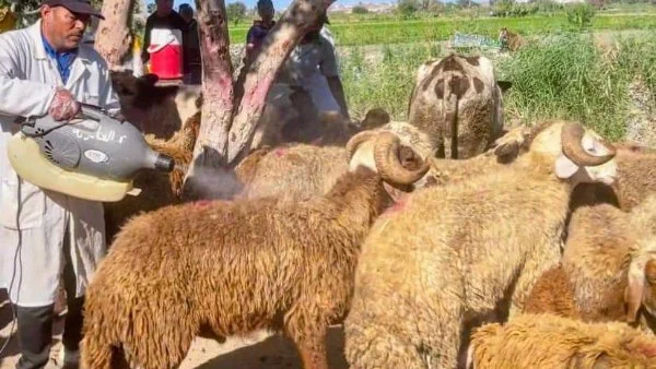 استقرار أسعار اللحوم قبل عيد الأضحى بزيادة في المعروض