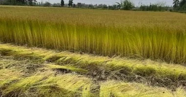 انطلاق موسم حصاد الكتان في الغربية