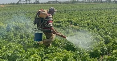 مزارعو البطاطس في الدقهلية يستعدون للحصاد