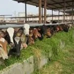 أحمد جابر: مشروع البتلو الجديد يعزز الأمن الغذائي في مصر