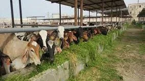 أحمد جابر: مشروع البتلو الجديد يعزز الأمن الغذائي في مصر