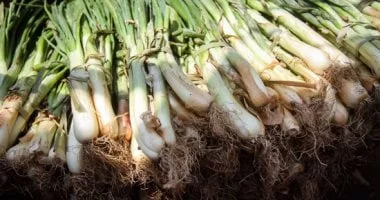 من أسطورة فرعونية إلى ملك مائدة شم النسيم