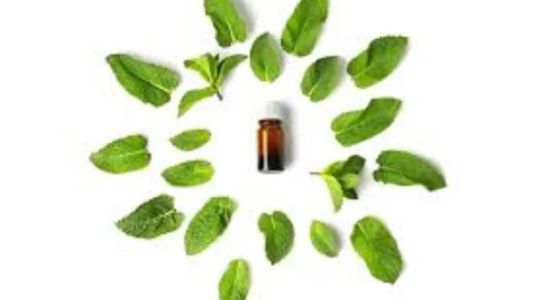 ودّعي الحشرات نهائيًا: طرق تنظيف المنزل بفعالية