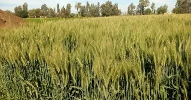 استهداف مصر استلام 5 ملايين طن من القمح المحلي