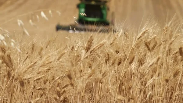 استعدادات حصاد القمح المحلي في مصر 2023