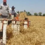 وزير التموين: استهداف استلام 5 ملايين طن من القمح المحلي