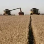 بدء موسم توريد القمح 2026 بنحو 2500 جنيه للأردب