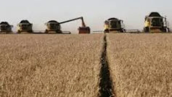 بدء موسم توريد القمح 2026 بنحو 2500 جنيه للأردب