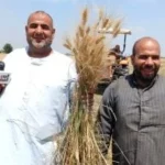 بدء توريد القمح المحلي حتى 15 أغسطس 2026