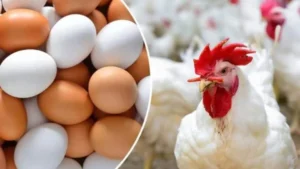 استقرار أسعار الدواجن في الأسواق المصرية