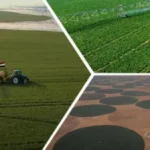 الدلتا الجديدة.. رهان مصر على الأمن الغذائي