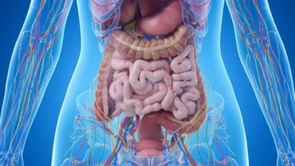 خطوات لتحسين صحة الأمعاء والهضم