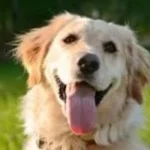 ضوابط قانونية لاصطحاب الكلاب