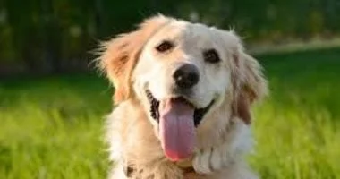 ضوابط قانونية لاصطحاب الكلاب