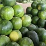 بشاير فاكهة الصيف: البطيخ والعنب والفراولة في الأسواق