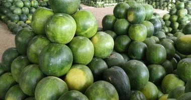بشاير فاكهة الصيف: البطيخ والعنب والفراولة في الأسواق