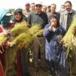 زراعة الكتان في المنيا: بداية جديدة للاقتصاد الأخضر