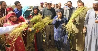 زراعة الكتان في المنيا: بداية جديدة للاقتصاد الأخضر