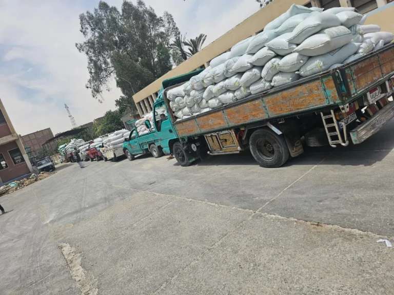 انطلاق موسم توريد القمح بالأقصر 2026