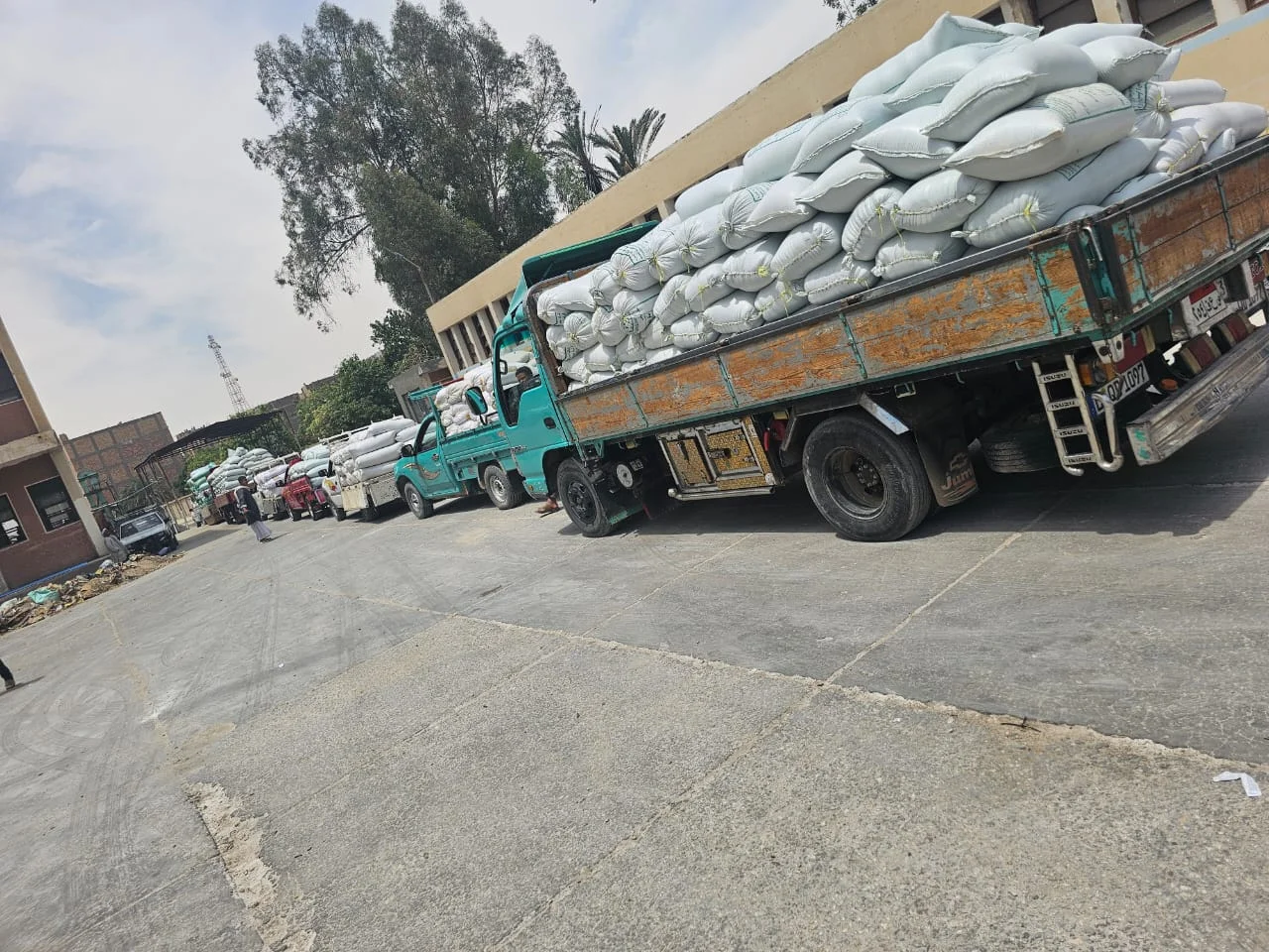 انطلاق موسم توريد القمح بالأقصر 2026