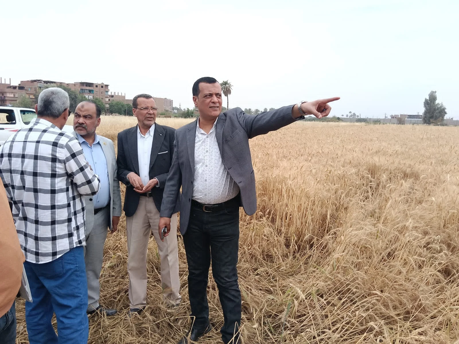 متابعة حصاد القمح في مدرسة سوهاج الزراعية