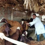 تحصين 150 ألف رأس ماشية ضد الأمراض في الغربية