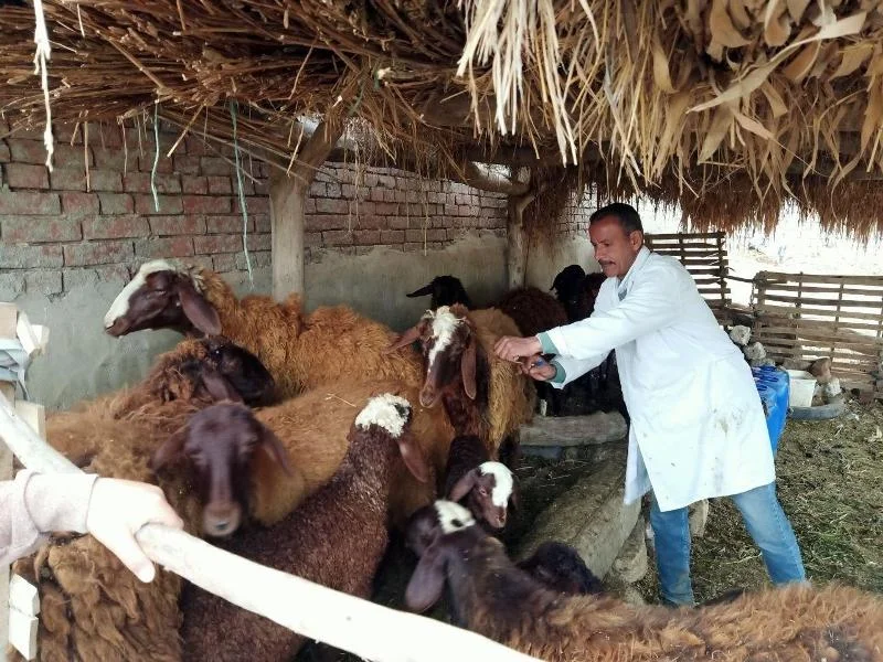 تحصين 150 ألف رأس ماشية ضد الأمراض في الغربية