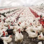 أسعار الطيور ومشتقات الدواجن اليوم 16 أبريل