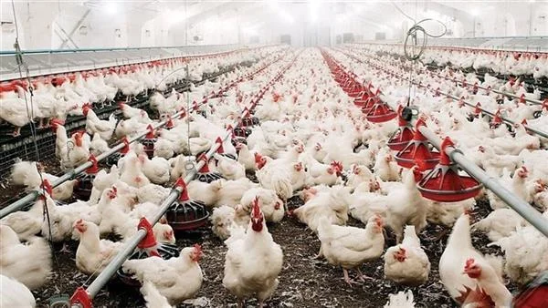 أسعار الطيور ومشتقات الدواجن اليوم 16 أبريل