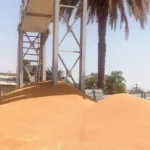 185 طن قمح في أول يوم لتوريد البحيرة