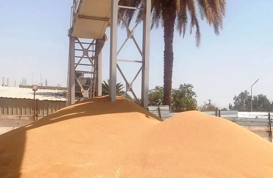 185 طن قمح في أول يوم لتوريد البحيرة