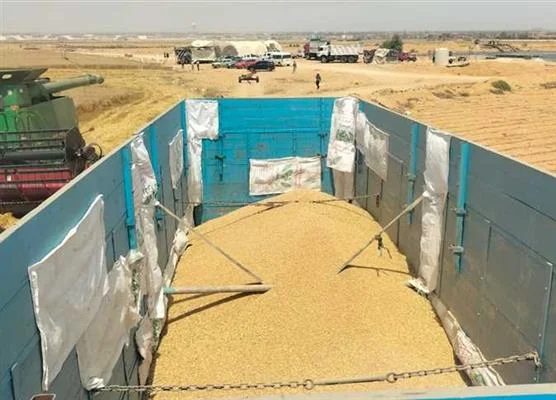 المنيا تبدأ موسم القمح باستعدادات موسعة وزيادة في المساحات