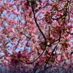 ظاهرة تعب الربيع: وهم ثقافي وليس حالة حقيقية