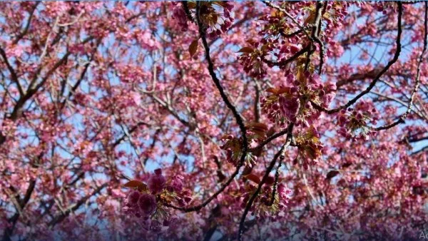 ظاهرة تعب الربيع: وهم ثقافي وليس حالة حقيقية