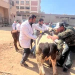 علاج 500 رأس ماشية في كفر الدوار بالبحيرة