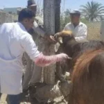 قافلة بيطرية مجانية في جزيرة الحجر بالمنوفية